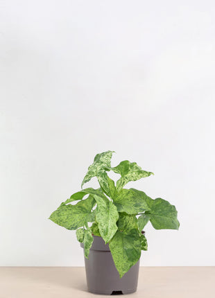 Syngonium Mottled - Kamerplant