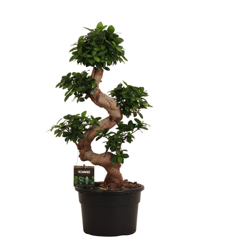 Ficus 80cm - Klassieke Kamerplant