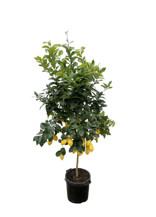 Citrus Lemon - Kamerplant