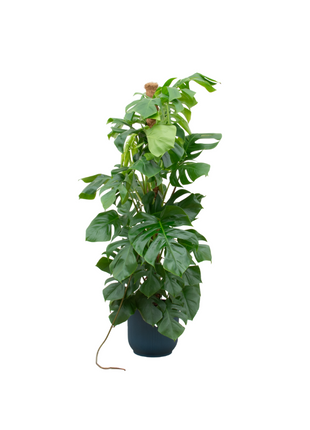 Monstera 150cm - Gatenplant Kamerplant