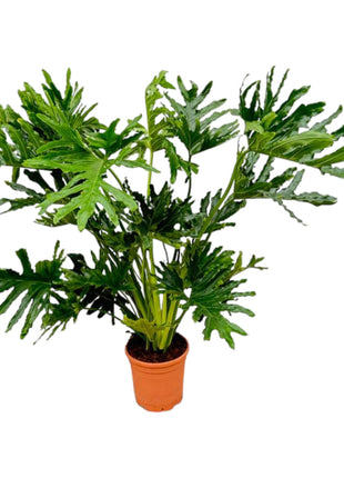 Philodendron 100cm - Tropische Kamerplant