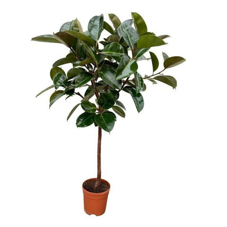Ficus Elastica Robusta stam - 130 cm - Ø24cm