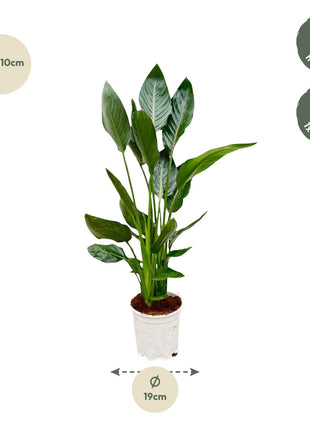 Strelitzia Nicolai 120cm - Paradijsvogelplant