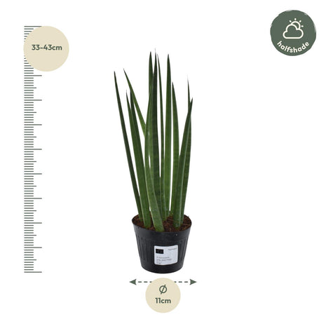 Sansevieria 38cm - Vrouwentong | Luchtzuiverend