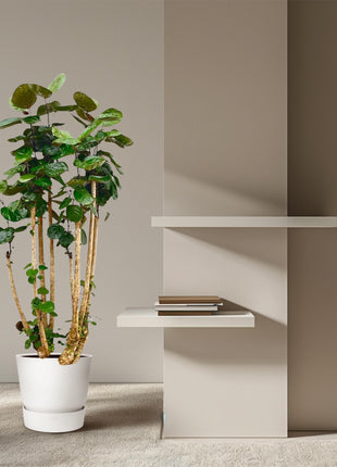 Polyscias Fabian XXL – 150 cm | Luxe luchtzuiverende kamerplant | Glanzend blad & tropische uitstraling - Kamerplant