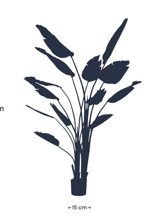 Strelitzia nicolai - 180 cm - In zwarte pot - Kunstplant
