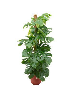 Monstera 150cm - Gatenplant Kamerplant