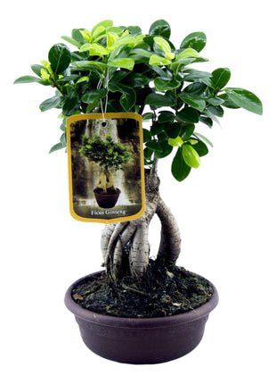 Ficus 30cm - Klassieke Kamerplant
