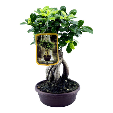Ficus 30cm - Klassieke Kamerplant