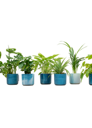 Verrassingsbox - 6 planten inclusief elho Ocean Round atlantisch blauw Ø14
