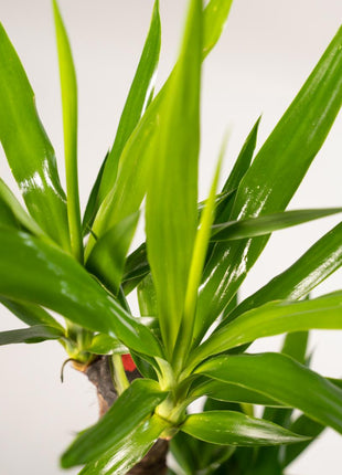 Palm 90cm - Tropische Kamerplant