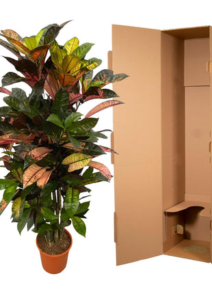 Codiaeum (Croton) Iceton vertakt - 110 cm - Ø24cm