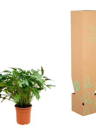 Philodendron 80cm - Tropische Kamerplant