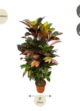 Codiaeum (Croton) Iceton vertakt - 110 cm - Ø24cm