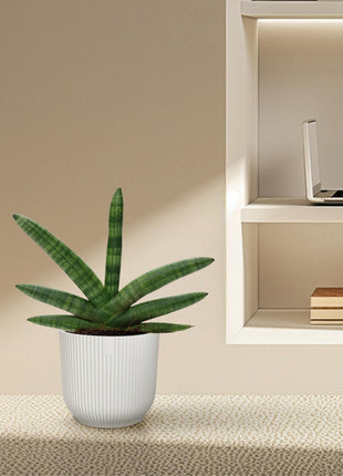 Sansevieria 25cm - Vrouwentong | Luchtzuiverend