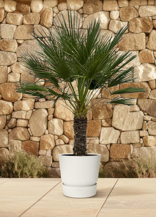 Chamaerops Humilis op stam - 150 cm - Ø45cm