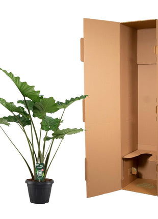 Alocasia Portodora - 140 cm - Ø34cm