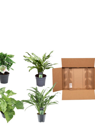 Groen mix 4 planten - Monstera obliqua 'Monkey Leaf' - 25 cm - ø12 - Aglaonema Juliette - 40 cm - ø12 - Syngonium Mottled - 25 cm - ø12 - Aglaonema Cutlass - 40 cm - ø12