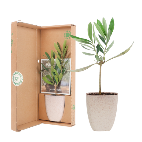 Mini Olijfboompje in Brievenbus Cadeaubox – Symbool van Vrede & Kracht | Duurzaam Cadeau met Informatieboekje - Kamerplant