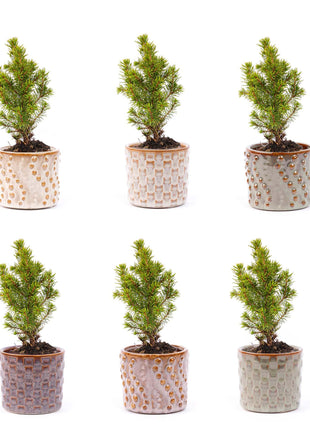 Mini Kerstboom Set - 6 Stuks - Met Pot Set Madrid - + LED Verlichting
