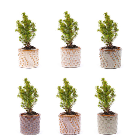 Mini Kerstboom Set - 6 Stuks - Met Pot Set Madrid - + LED Verlichting