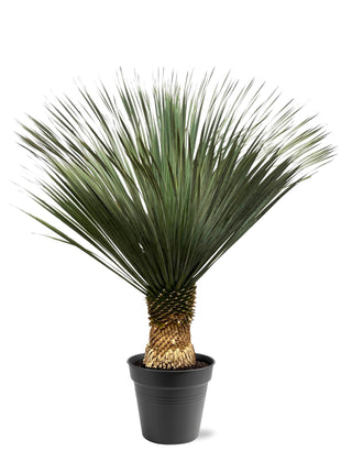 Yucca 90cm - Sterke Kamerplant
