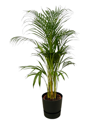 Areca Palm 130cm - Luchtzuiverende Kamerplant met Pot