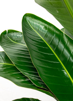 Strelitzia Nicolai de luxe XXL - 250cm - ø40