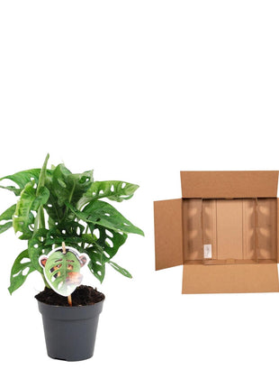 Monstera 25cm - Gatenplant Kamerplant