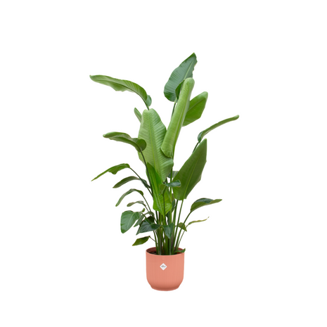 Strelitzia Nicolai inclusief elho Vibes Fold Round roze - 170 cm - Ø30
