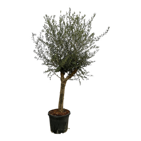 Olea Lorc - Kamerplant