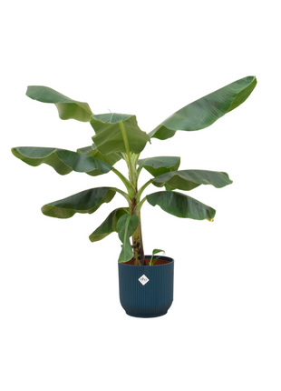 Bananenplant (Musa) 100cm - Tropische Kamerplant