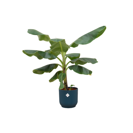 Bananenplant (Musa) 100cm - Tropische Kamerplant