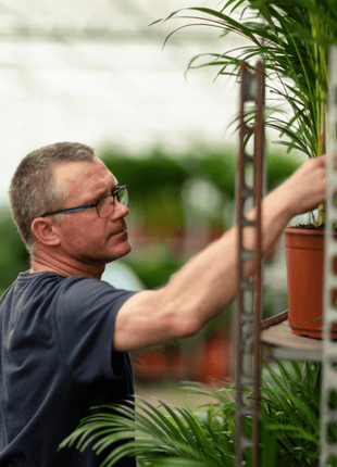 Areca palm - Ø17cm - ↕70cm