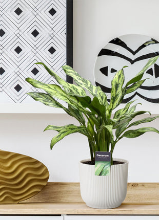 Aglaonema Juliette - Chinese Evergreen - 40cm - Luchtzuiverend - Ø12cm