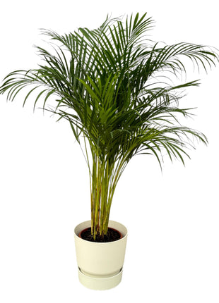 Areca Palm 130cm - Luchtzuiverende Kamerplant met Pot