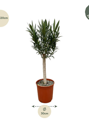 Nerium Oleander on stem with pink flower - Kamerplant