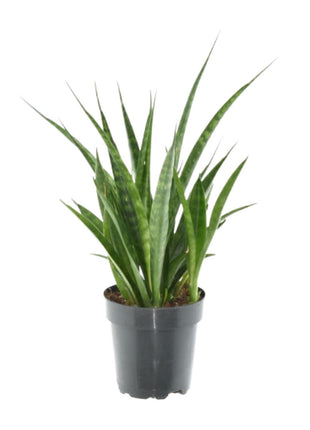 3x Sansevieria Kirkii - 38 cm - ø12