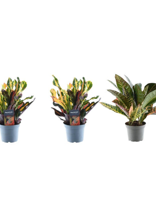 3x Croton Codiaeum mix - 30 cm - ø12