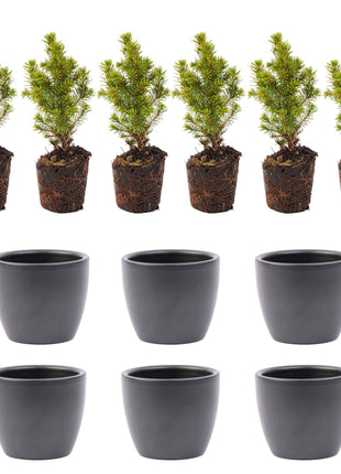 Mini Kerstboom Set - 6 Stuks - Met Pot Boule Antraciet