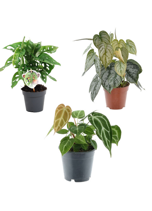Groen mix 3 planten - Monstera obliqua 'Monkey Leaf' - 25 cm - ø12 - Philodendron Brandtianum - 35 cm - ø12 - Anthurium Chrystallium - 35 cm - ø12