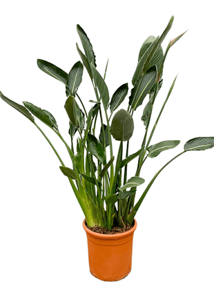 Strelitzia Reginae XL - 160cm - ⌀30