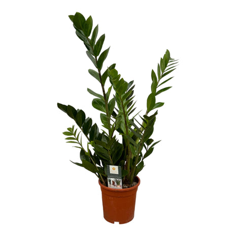 Zamioculcas - ZZ Plant - 75cm - Luchtzuiverend - Ø17cm