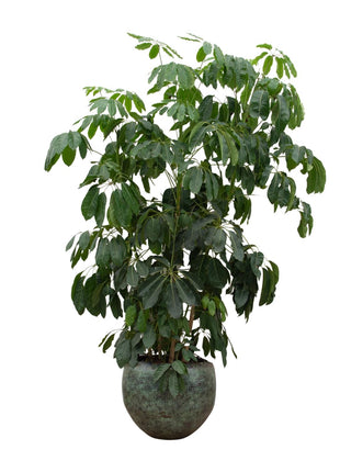 Schefflera Amate XL - 220 cm - ø45