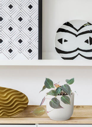 Philodendron 25cm - Tropische Kamerplant