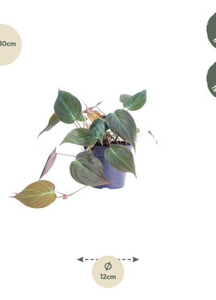 Philodendron 25cm - Tropische Kamerplant