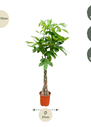 Pachira Aquatica - Kamerplant