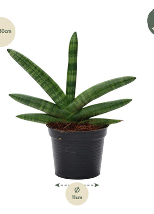 Sansevieria 25cm - Vrouwentong | Luchtzuiverend