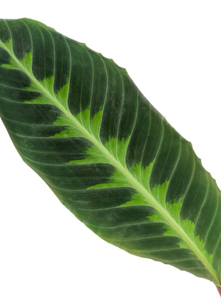 Calathea Warscewiczii - 90 cm - Ø21cm