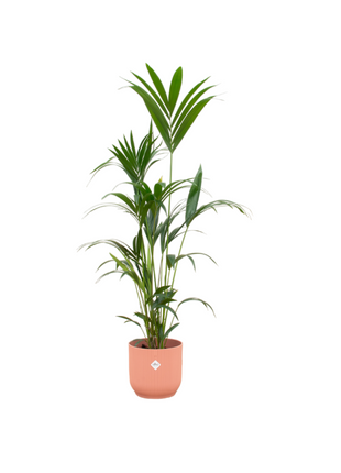 Kentia palm inclusief elho Vibes Fold Round roze - 160cm - Ø30